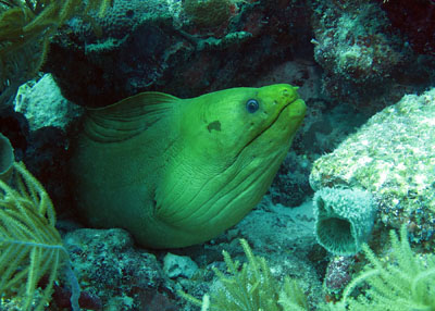 Green Moray off of Duck Key